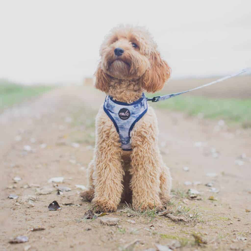 love nala earth harness