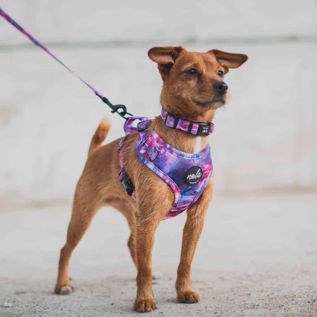 love nala purple harness front