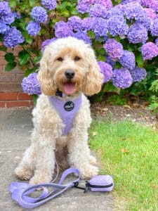 new botanical collection lavender fields harness