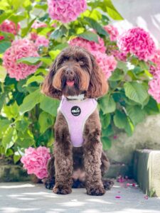 new botanical collection lavender fields harness