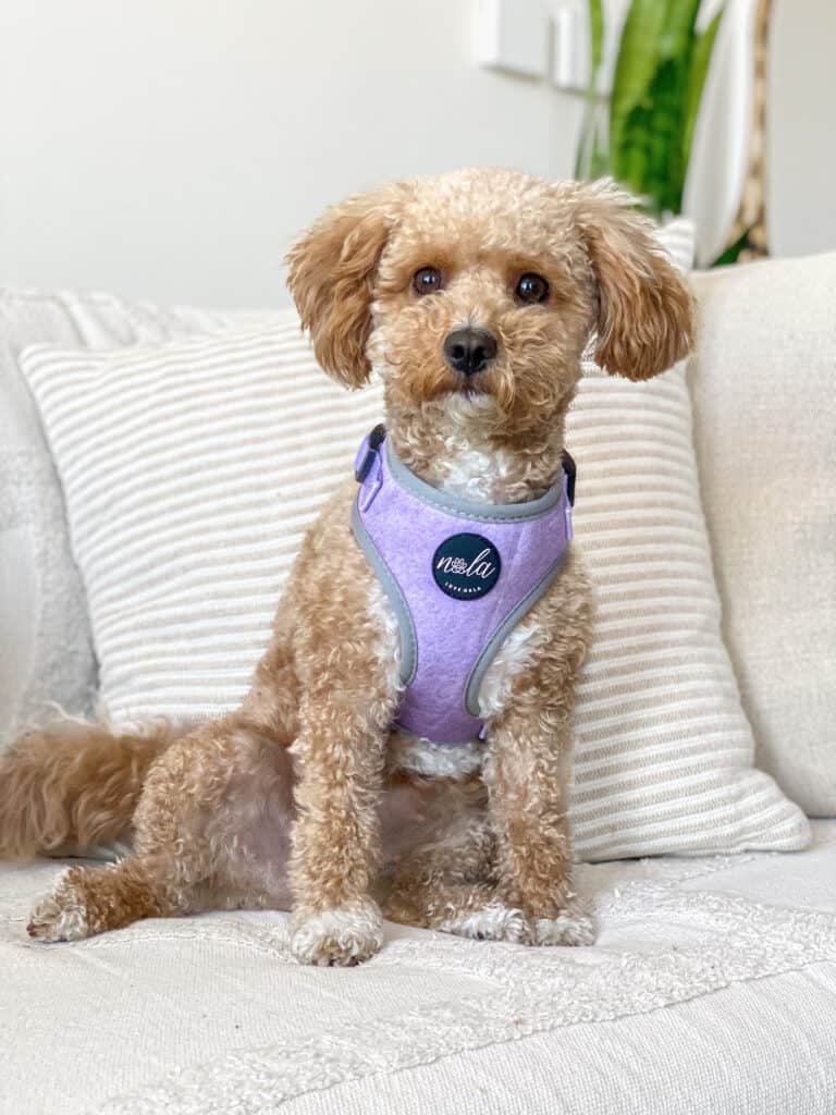 new botanical collection lavender fields harness