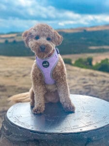 new botanical collection lavender fields harness