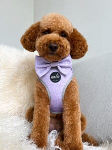 new botanical collection lavender fields harness