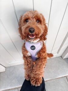 new botanical collection lavender fields harness