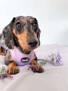 new botanical collection lavender fields harness