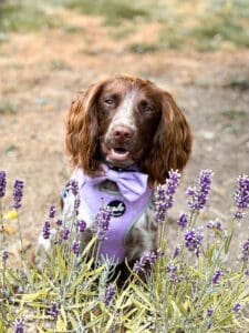 new botanical collection lavender fields harness