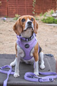 new botanical collection lavender fields harness