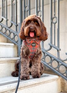 new royal collection royal tartan harness