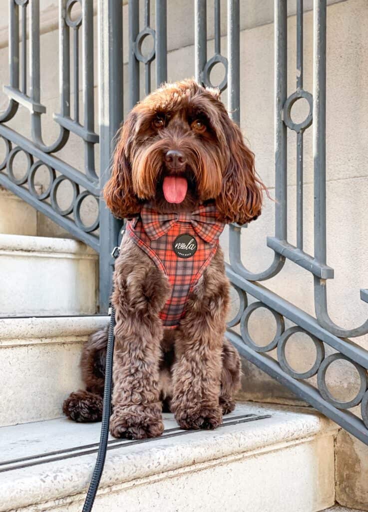 new royal collection royal tartan harness