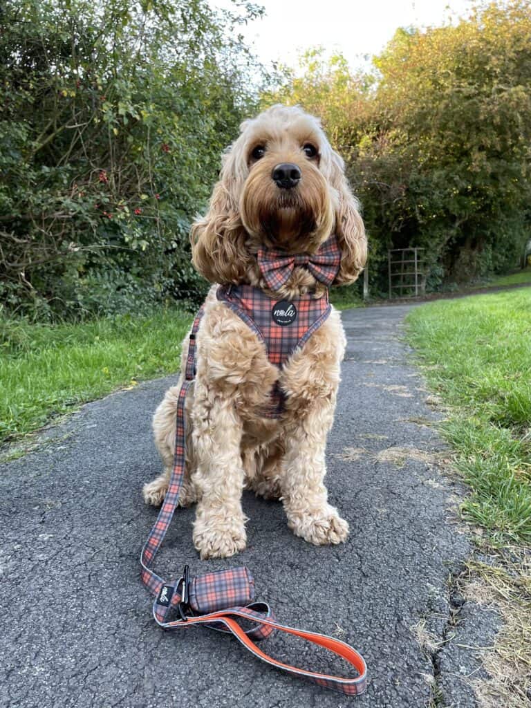 new royal collection royal tartan harness