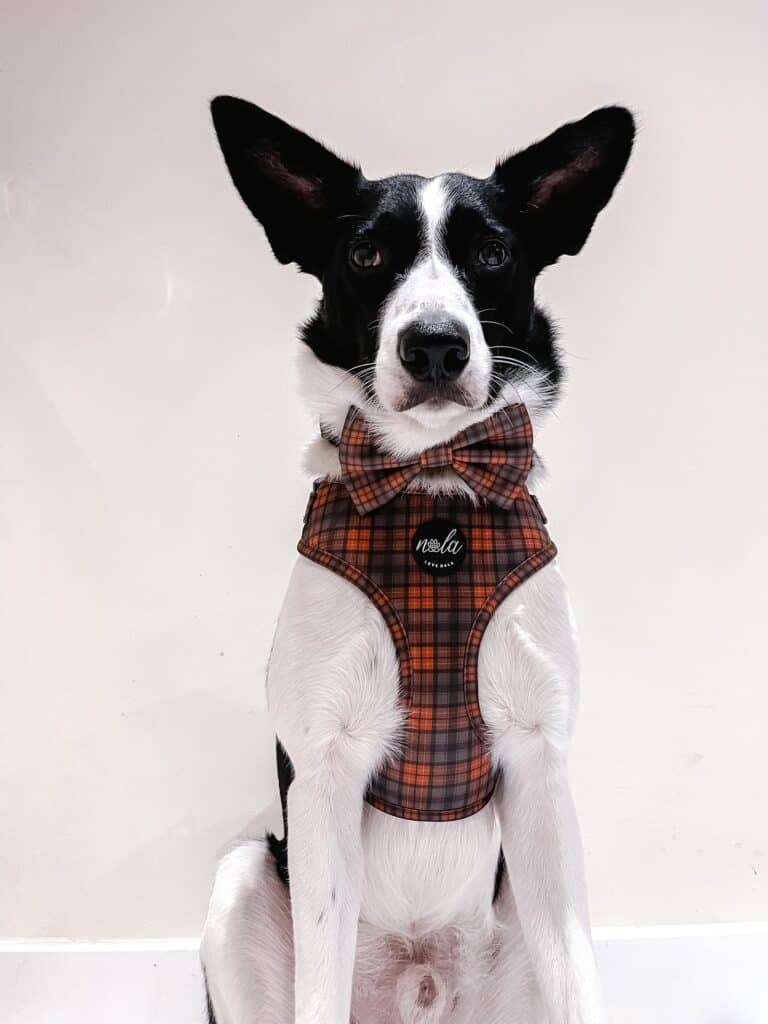 new royal collection royal tartan harness