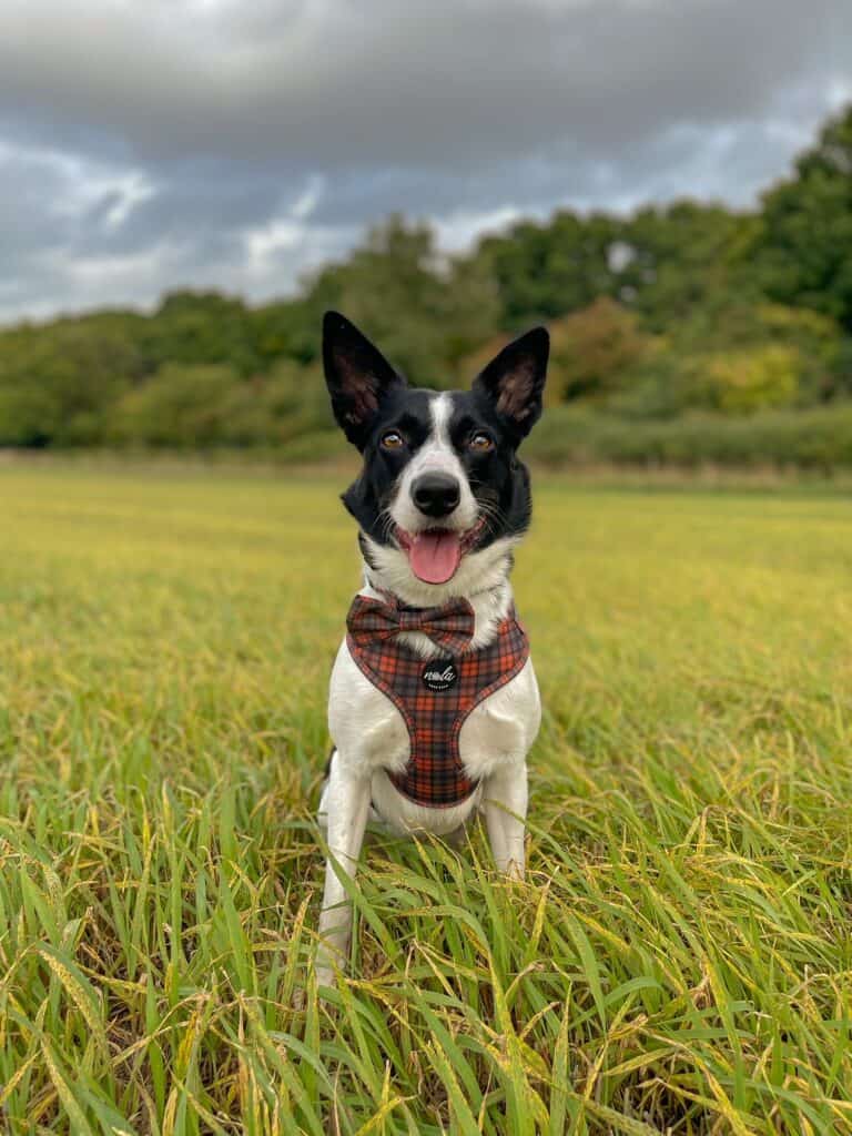 new royal collection royal tartan harness