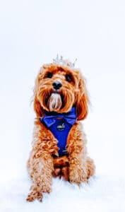 new royal collection royal heritage harness