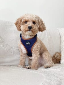 new royal collection royal heritage harness