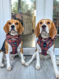 new royal collection royal tartan harness