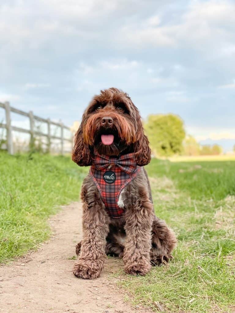 new royal collection royal tartan harness