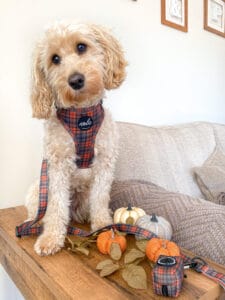 new royal collection royal tartan harness