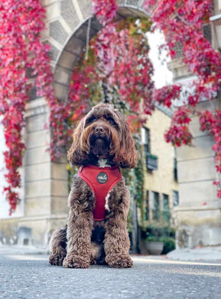 jewels collection ruby 'reimagined' harness