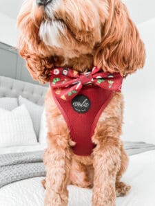 jewels collection ruby 'reimagined' harness