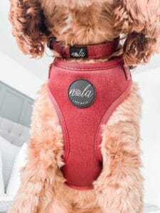 jewels collection ruby 'reimagined' harness